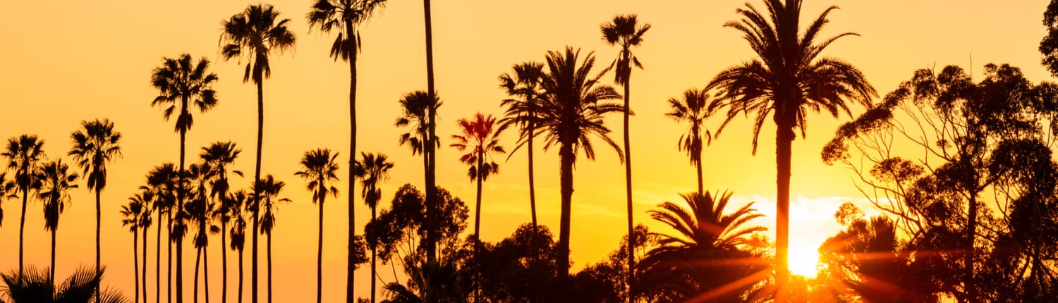 Palm trees against beautiful sunset in Los Angeles, California