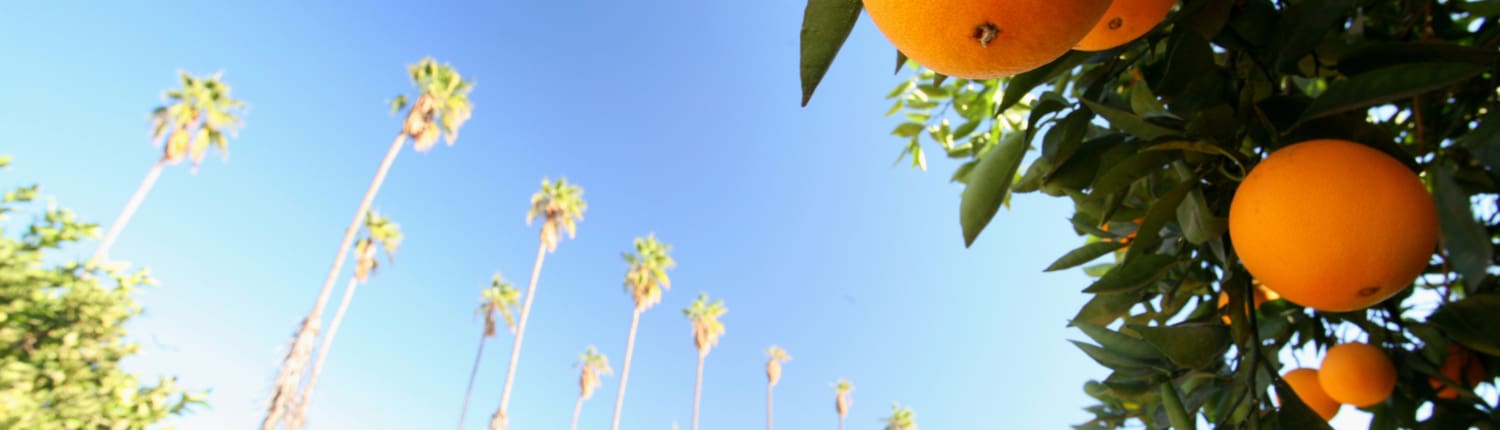 Orange County Tax Attorney picture of oranges in orange county, CA