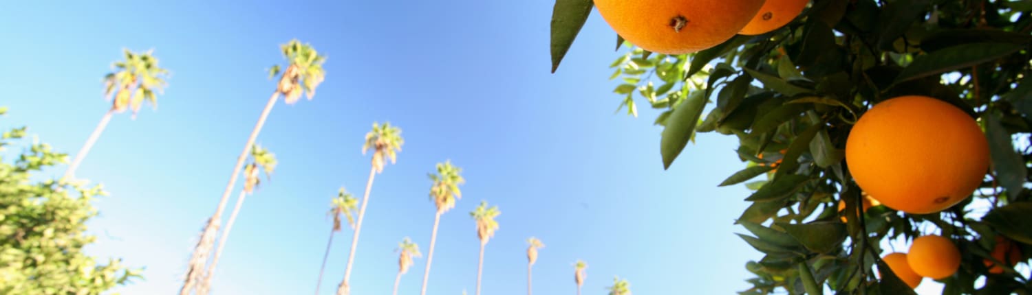 Orange County Tax Attorney picture of oranges in orange county, CA